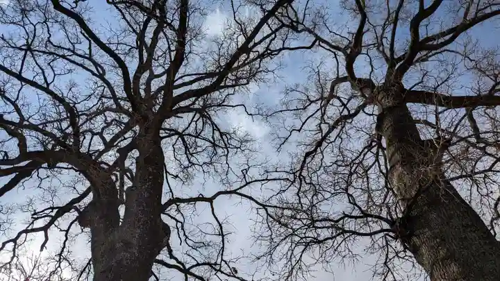 夫婦くぬぎ両神神社(椋神社)の自然