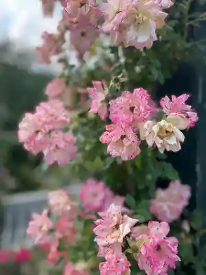 曽我浅間神社の自然