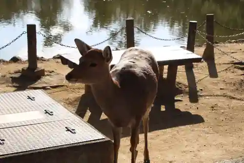 東大寺(奈良県)