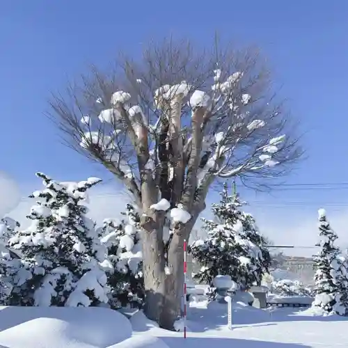 仁玄寺の自然