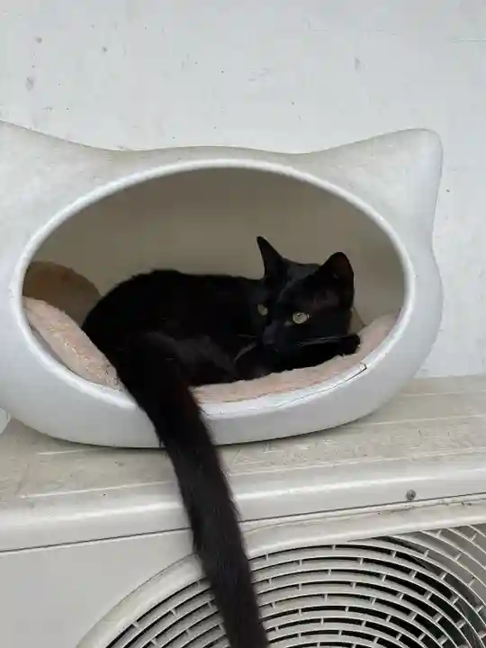 御誕生寺(猫寺)の動物