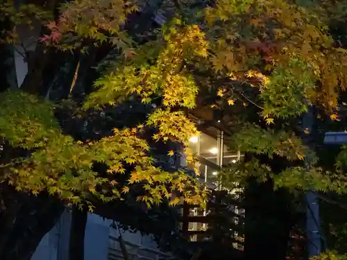 大山阿夫利神社の自然