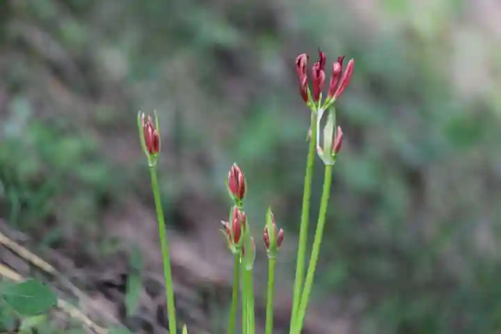 国宝 大法寺(長野県)