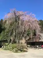 高麗神社の自然