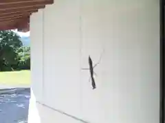 屋久島大社の動物