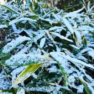 豊景神社の自然(2023年01月02日(月) 08時49分51秒投稿)