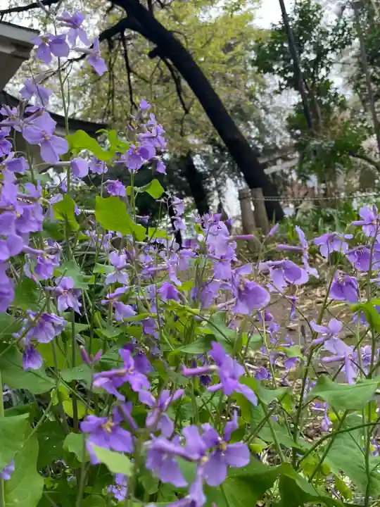 駒込富士神社(東京都)