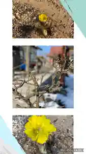 大鏑神社の自然(2021年02月22日(月) 17時34分19秒投稿)