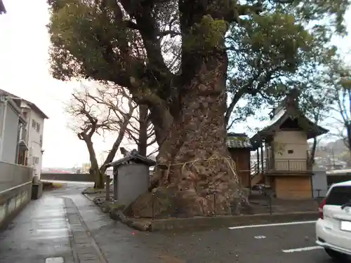 高橋東神社の自然