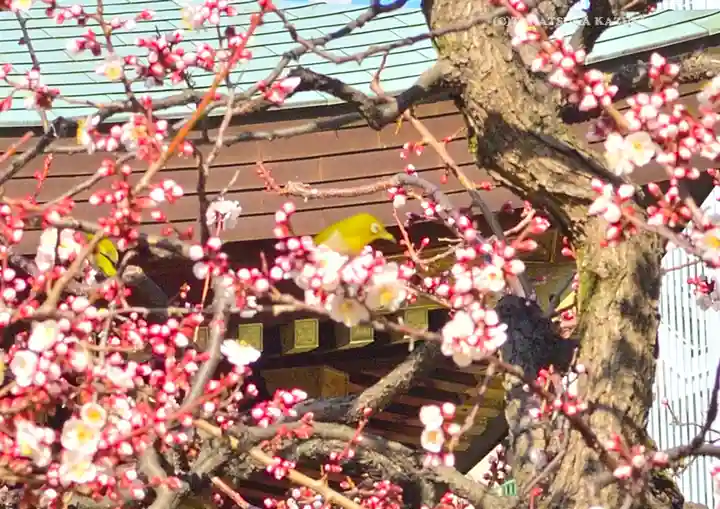 湯島天満宮(東京都)