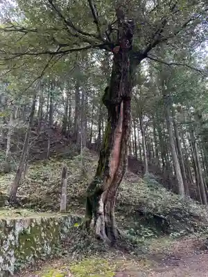 衆良神社の自然