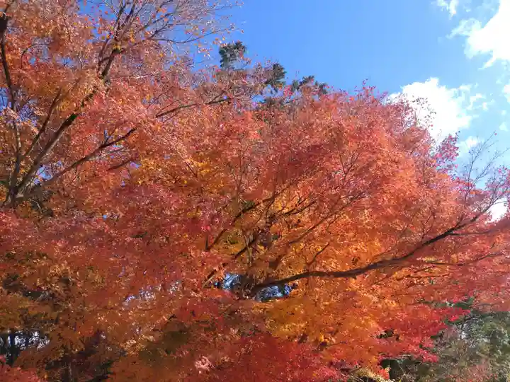 賀茂別雷神社(上賀茂神社)の自然