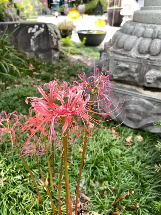 法花院の自然