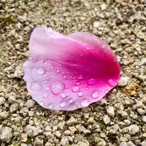 滑川神社 - 仕事と子どもの守り神の自然(2020年05月06日(水) 20時59分46秒投稿)