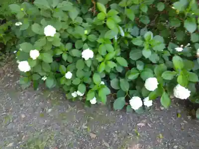 明月院(神奈川県)