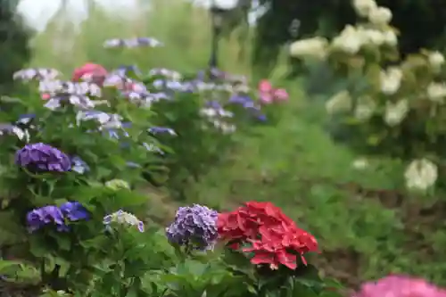 阿久津「田村神社」（郡山市阿久津町）旧社名：伊豆箱根三嶋三社の庭園