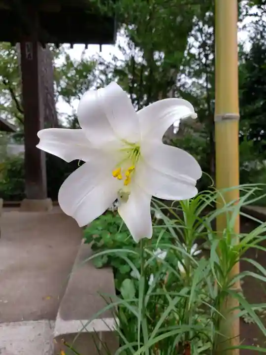 鷺宮八幡神社の自然