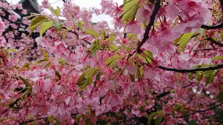 桜神宮の自然