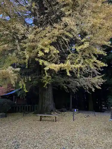 北口本宮冨士浅間神社の自然