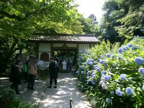 明月院(神奈川県)