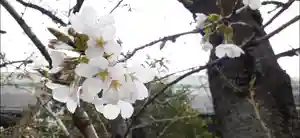 くまくま神社(導きの社 熊野町熊野神社)の自然(2021年03月12日(金) 19時28分29秒投稿)