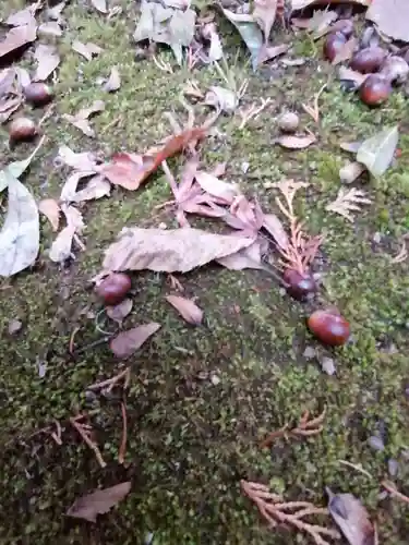東蕗田天満社の自然