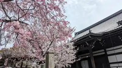 妙顯寺（妙顕寺）(京都府)