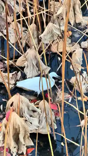 【閉業】小石川大神宮の{uncategorized: "未分類", other: "その他", undefined: "問題あり", building: "その他建物", grave: "お墓", sacred_gate: "鳥居", guardian: "狛犬", statue: "像", buddha: "仏像", history: "歴史", nature: "自然", garden: "庭園", animal: "動物", pagoda: "塔", temizu: "手水舎", mountain_gate: "山門・神門", sanctuary: "本殿・本堂", subordinate: "末社・摂社", art: "芸術", scenery: "景色", jizo: "地蔵", ema: "絵馬", goshuin: "御朱印", omikuji: "おみくじ", items: "授与品その他", amulet: "お守り", goshuincho: "御朱印帳", eats: "食事", festival: "お祭り", votive_dance: "神楽", shichigosan: "七五三参", wedding: "結婚式", experience: "体験その他", initially: "初詣", around: "周辺", anti_infection: "感染症対策"}