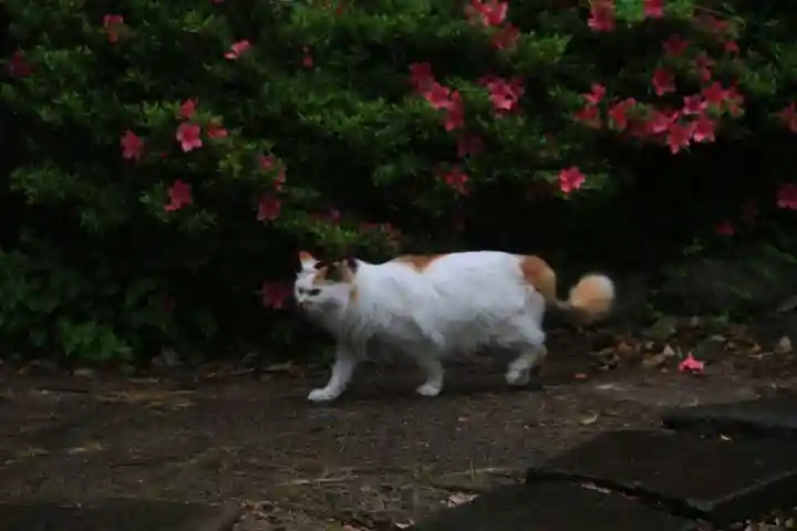 阿邪訶根神社の動物