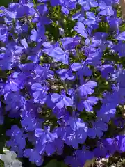 岡部春日神社～👹鬼門よけの🌺花咲く🌺やしろ～の庭園