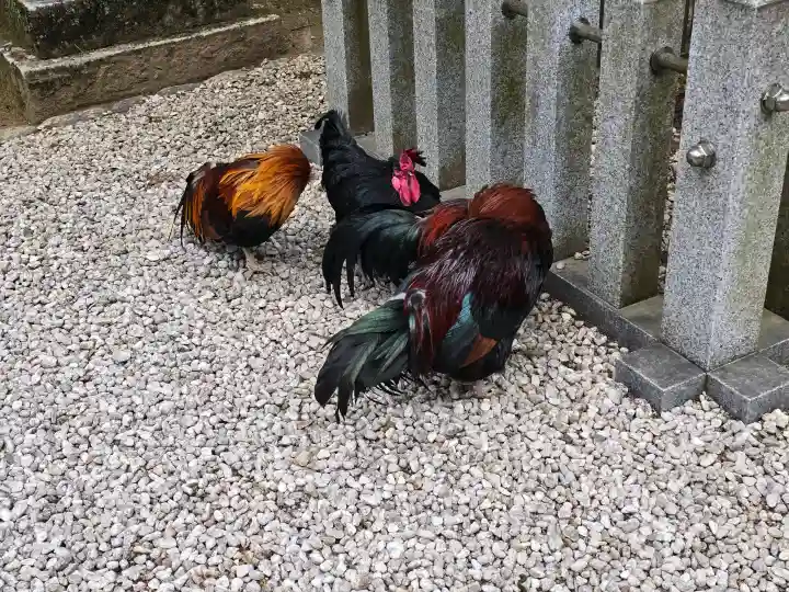 石上神宮の{uncategorized: "未分類", other: "その他", undefined: "問題あり", building: "その他建物", grave: "お墓", sacred_gate: "鳥居", guardian: "狛犬", statue: "像", buddha: "仏像", history: "歴史", nature: "自然", garden: "庭園", animal: "動物", pagoda: "塔", temizu: "手水舎", mountain_gate: "山門・神門", sanctuary: "本殿・本堂", subordinate: "末社・摂社", art: "芸術", scenery: "景色", jizo: "地蔵", ema: "絵馬", goshuin: "御朱印", omikuji: "おみくじ", items: "授与品その他", amulet: "お守り", goshuincho: "御朱印帳", eats: "食事", festival: "お祭り", votive_dance: "神楽", shichigosan: "七五三参", wedding: "結婚式", experience: "体験その他", initially: "初詣", around: "周辺", anti_infection: "感染症対策"}