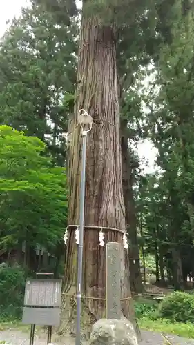 河口浅間神社の自然