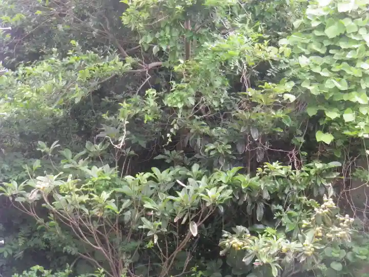 安國論寺(安国論寺)の自然