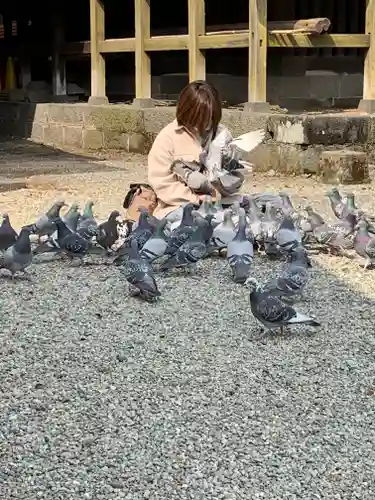 今市報徳二宮神社の動物