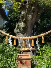 溝口神社(神奈川県)