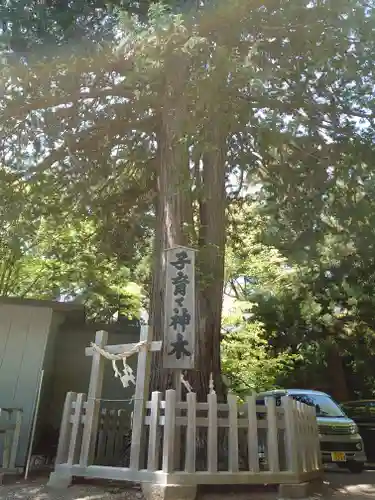 新倉富士浅間神社の自然