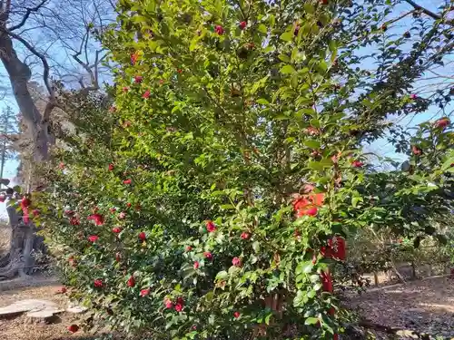 神炊館神社 ⁂奥州須賀川総鎮守⁂(福島県)
