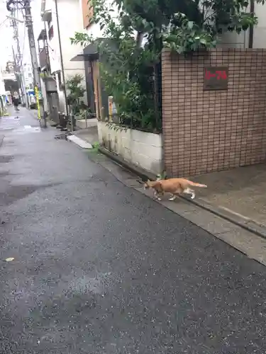 最勝寺教学院の動物