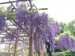 亀戸天神社の庭園