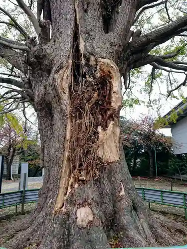 時宗総本山 遊行寺（正式：清浄光寺）の自然