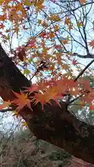 北野天満宮の自然