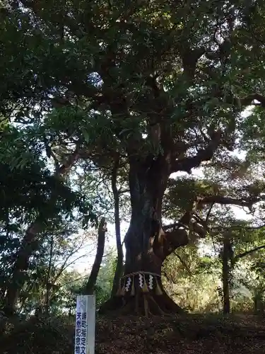 玉﨑神社(千葉県)