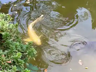 観音寺（世田谷山観音寺）(東京都)