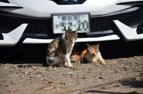 櫻岡大神宮の動物