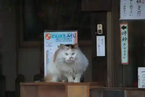 阿邪訶根神社の動物