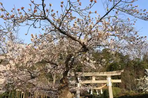 小川諏訪神社の鳥居