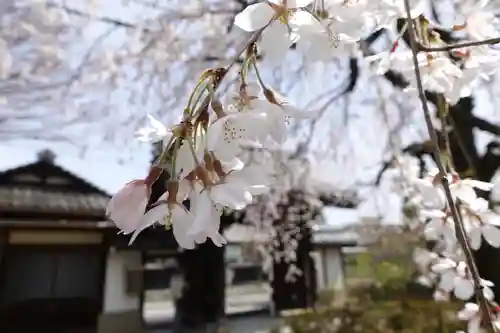 上品蓮台寺の自然