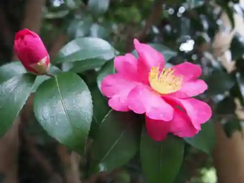 八重垣神社の自然