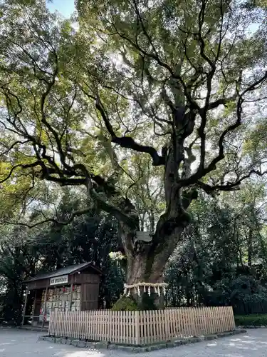 熱田神宮の自然