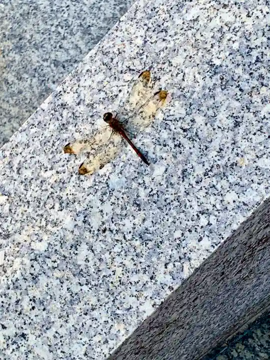 仙台大神宮の動物